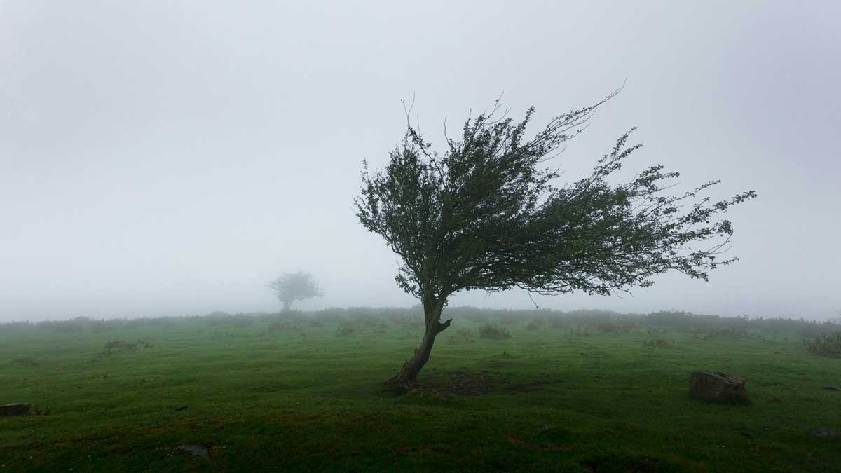 An image of tree in wind for the Fullframe Creative Agency Lausanne Geneve video production blog on preparing for weather conditions advice tips and tricks. Image by Khamkeo on Unsplash.